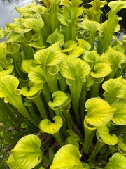 Sarracenia flava