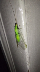 Leucochrysa floridana