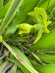 Sarracenia flava