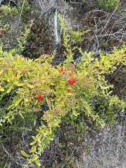 Pyracantha