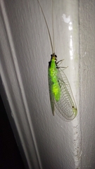 Leucochrysa floridana