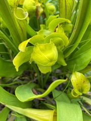 Sarracenia flava