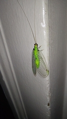 Leucochrysa floridana