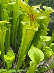 Sarracenia flava