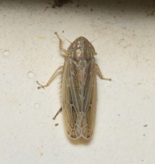 Deltocephalinae
