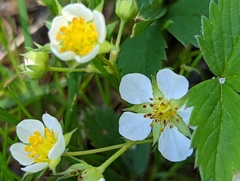 Fragaria