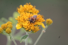 Xanthocampsomeris limosa