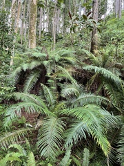 Blechnum orientale