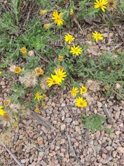 Heterotheca hirsutissima