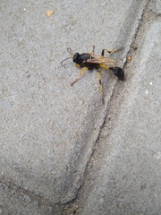 Sceliphron destillatorium