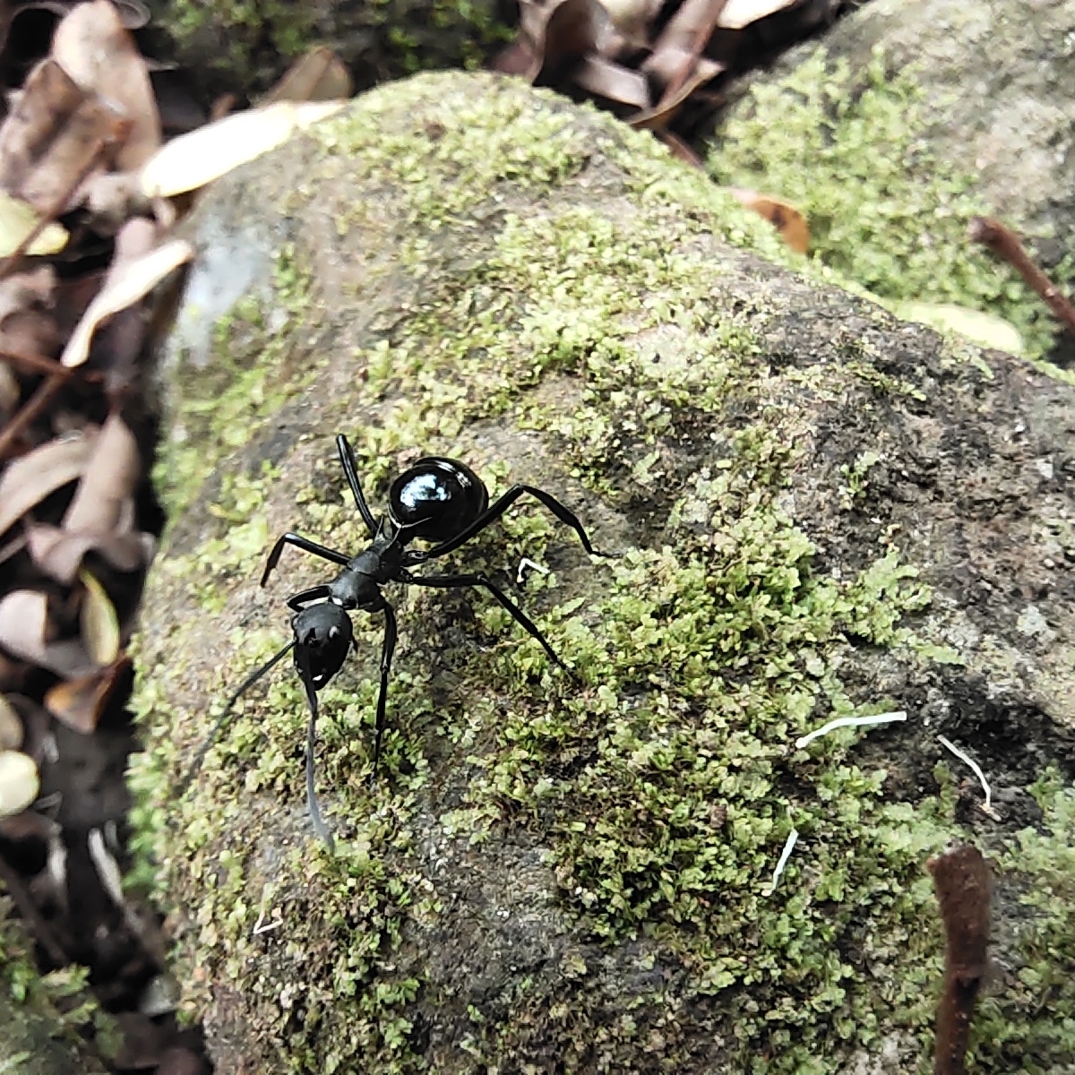 Polyrhachis pressa