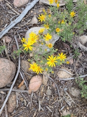 Heterotheca hirsutissima