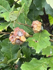 Andricus quercusstrobilanus