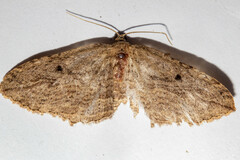 Austrocidaria