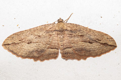 Austrocidaria gobiata