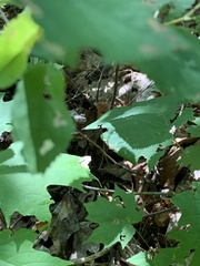 Lambdina fiscellaria