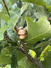 Andricus quercusstrobilanus