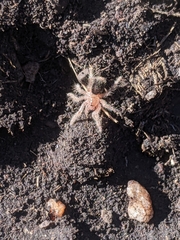 Grammostola