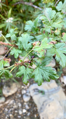 Ribes lacustre