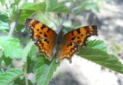 Polygonia oreas