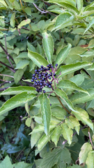 Sambucus racemosa melanocarpa