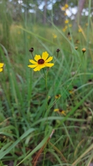 Coreopsis leavenworthii