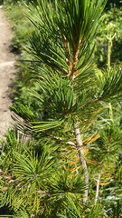 Pinus albicaulis