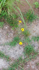 Coreopsis leavenworthii