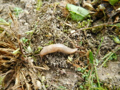 Deroceras reticulatum