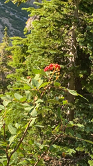 Sorbus sitchensis