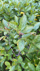 Rhamnus alnifolia