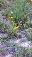 Coreopsis leavenworthii