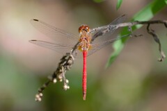 Sympetrum vicinum