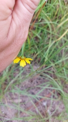 Coreopsis leavenworthii