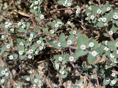 Euphorbia brandegeei