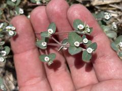 Euphorbia brandegeei