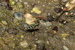 Cosmodela batesi