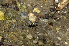 Cosmodela batesi