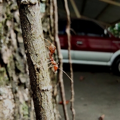 Oecophylla smaragdina