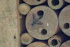 Trypoxylon lactitarse