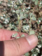 Euphorbia brandegeei