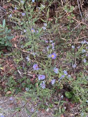 Symphyotrichum chilense