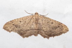 Austrocidaria