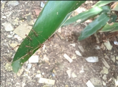 Oecophylla smaragdina