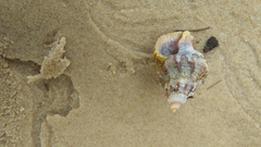 Muricidae