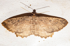 Austrocidaria