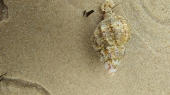 Muricidae
