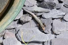 Plestiodon finitimus