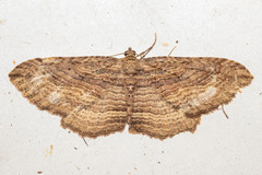 Austrocidaria