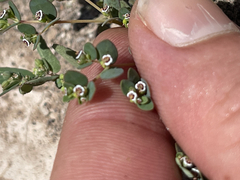 Euphorbia polycarpa